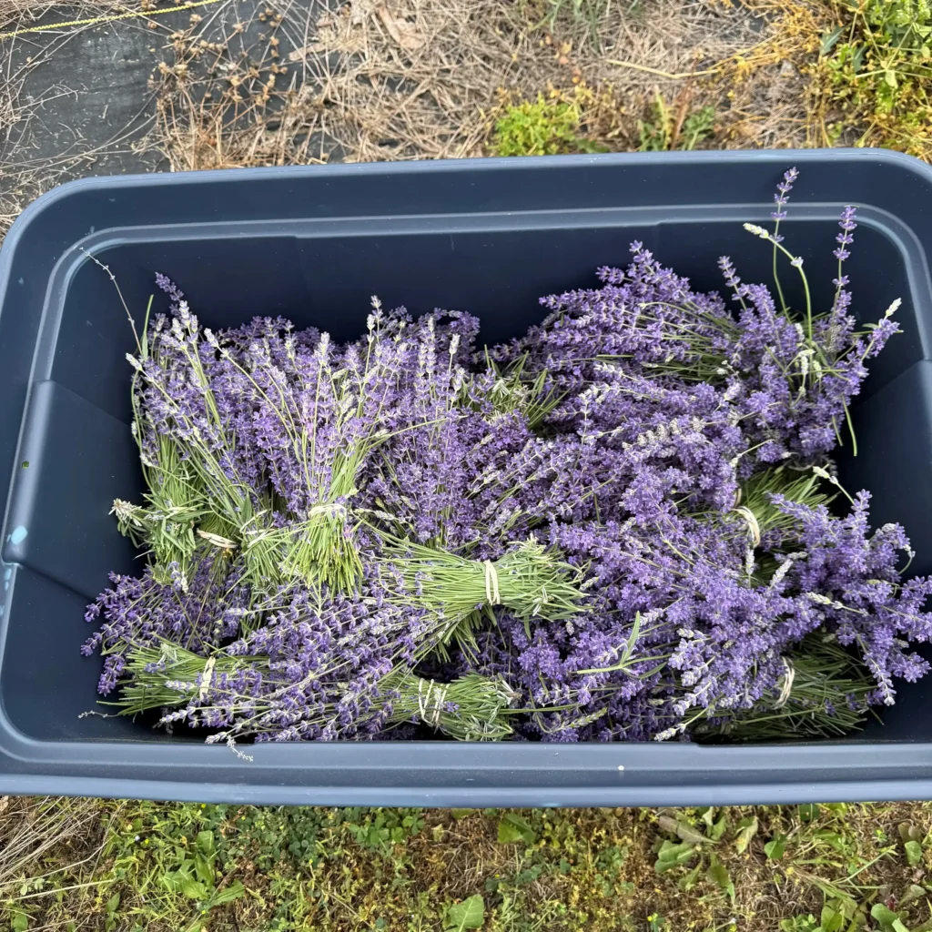 Bundles of fresh cut lavender harvested at Lavender Brook Farm.