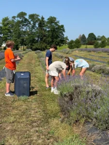 We still cut the lavender even through a heat wave.